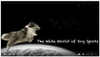 Wide World of Dog Sports Pilot